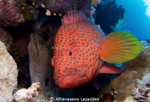 Moray and Grouper by Athanassios Lazarides 